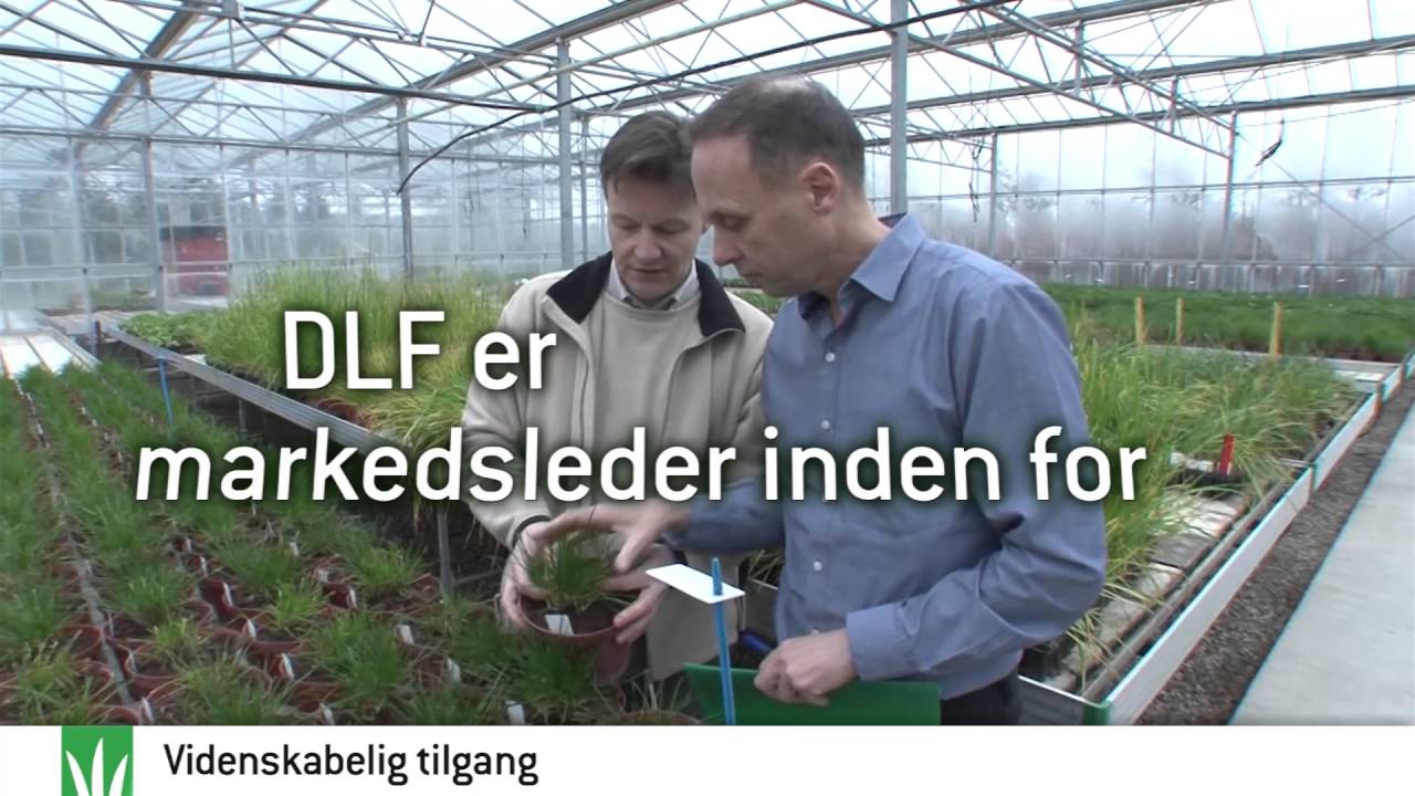 The world of DLF (Danish)