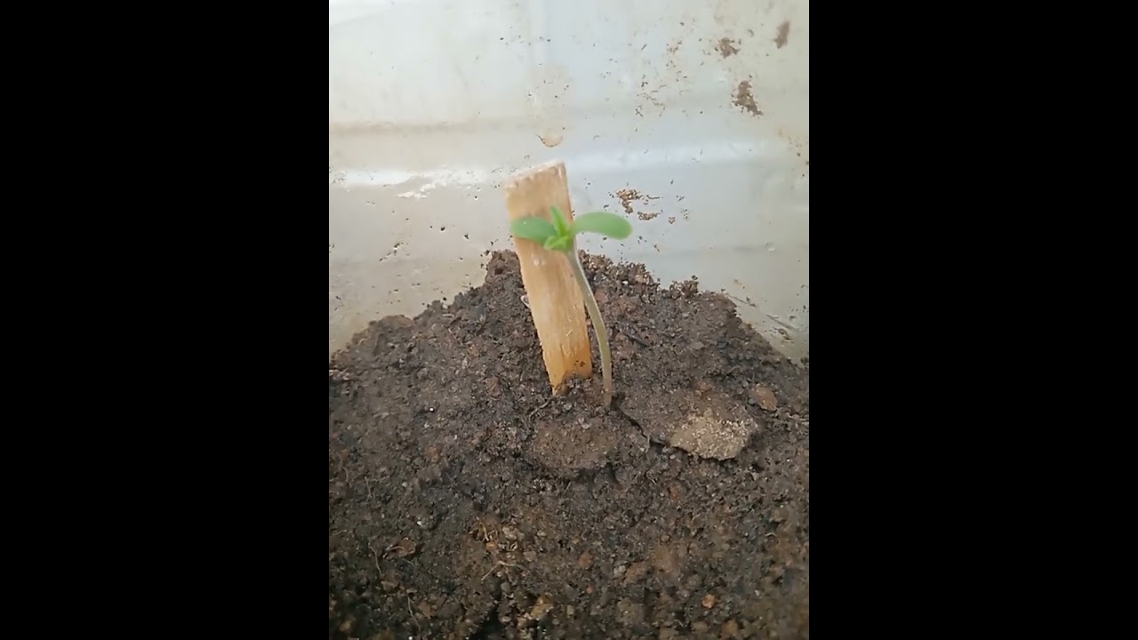 como plantar cannabis do jeito certo a deus presado #10k 🍁🍁🍁