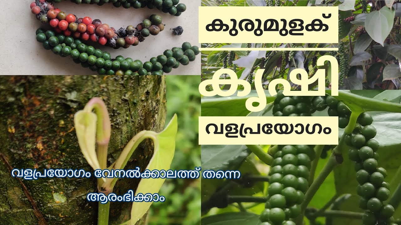 കുരുമുളക് കൃഷിയും വളപ്രയോഗവും