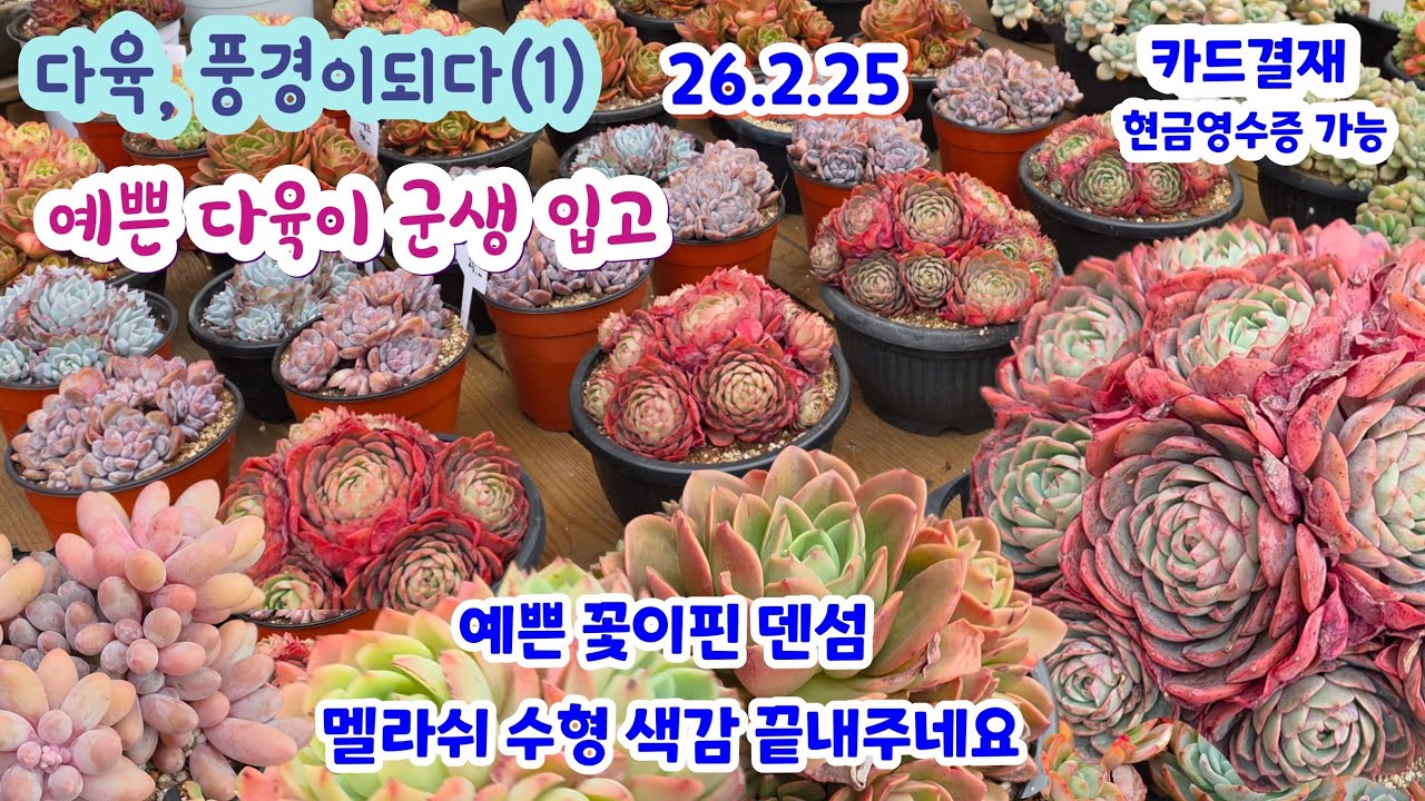 다육풍경이되다(1) 예쁜 군생 다육이들 입고 실큐로즈 블루볼 멜라쉬 레드피치 백로 크림티 발레리나 