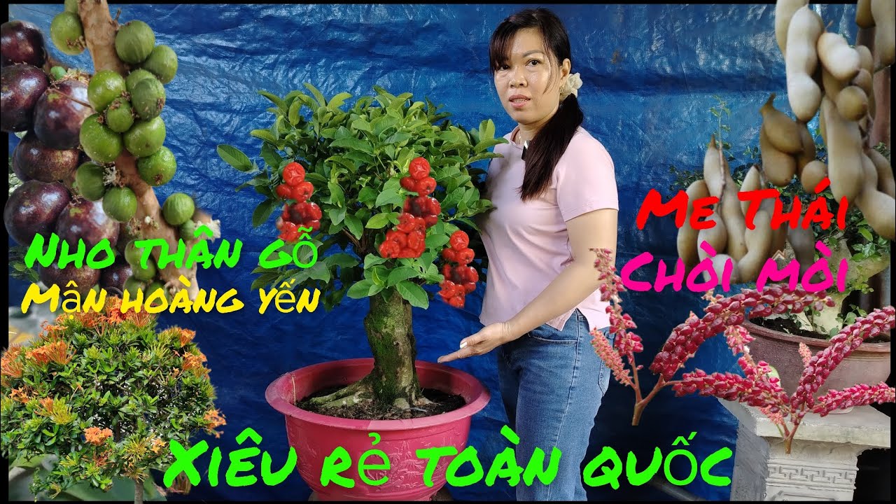 2/3 Giao lưu .Mận hoàng yến .nho thân gỗ .me Thái .chòi mòi .mẫu đơn .giá rẻ #lh0382354700 #Baosíp .
