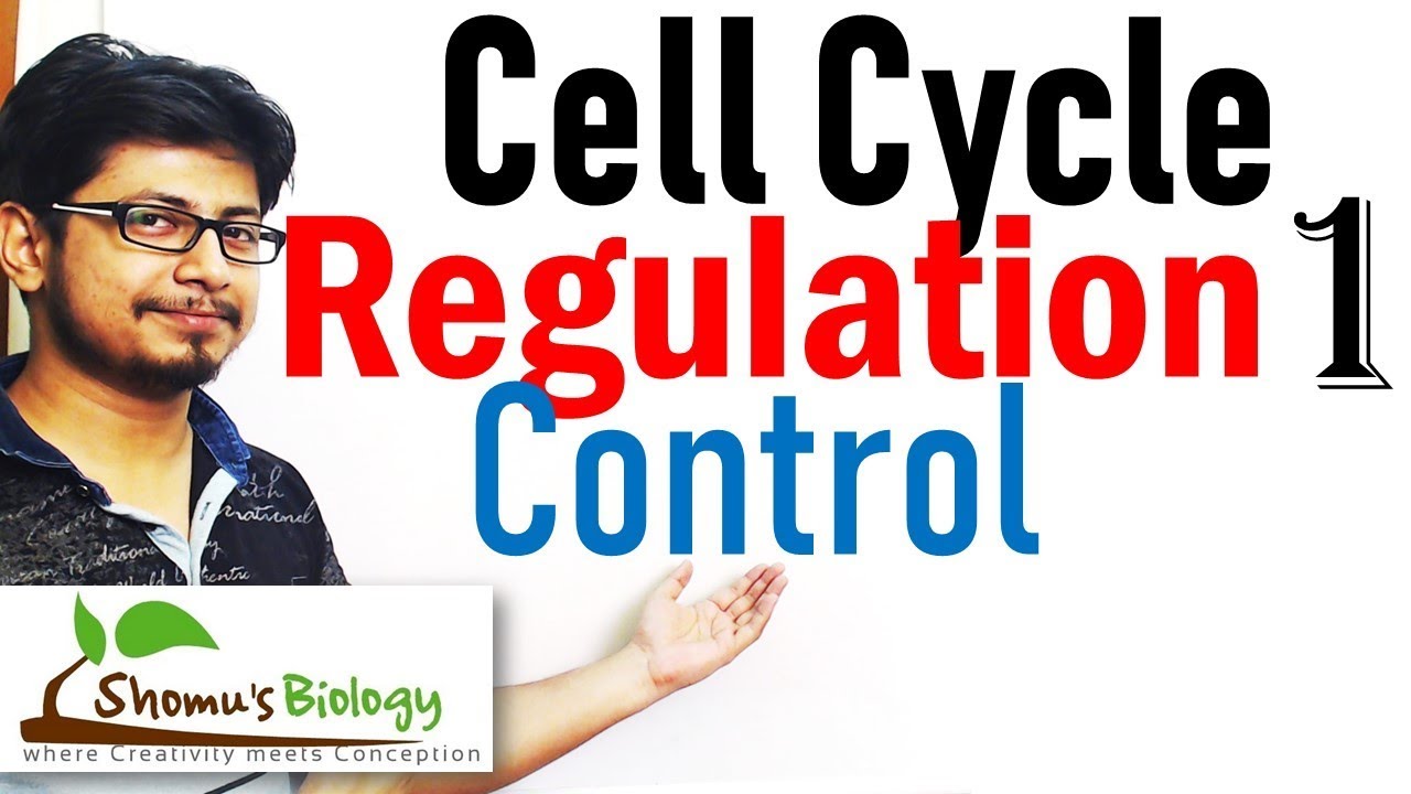 Cell cycle control | Regulation of cell cycle 1