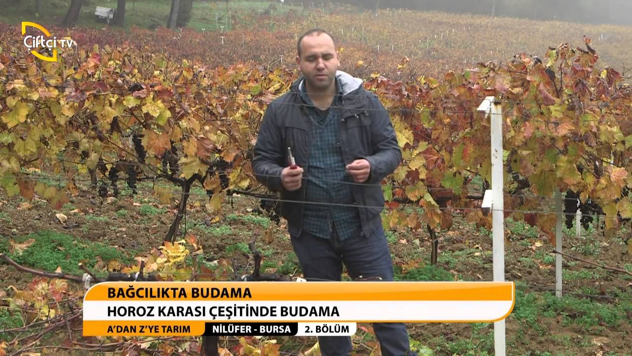 horoz antep karası budaması.avi