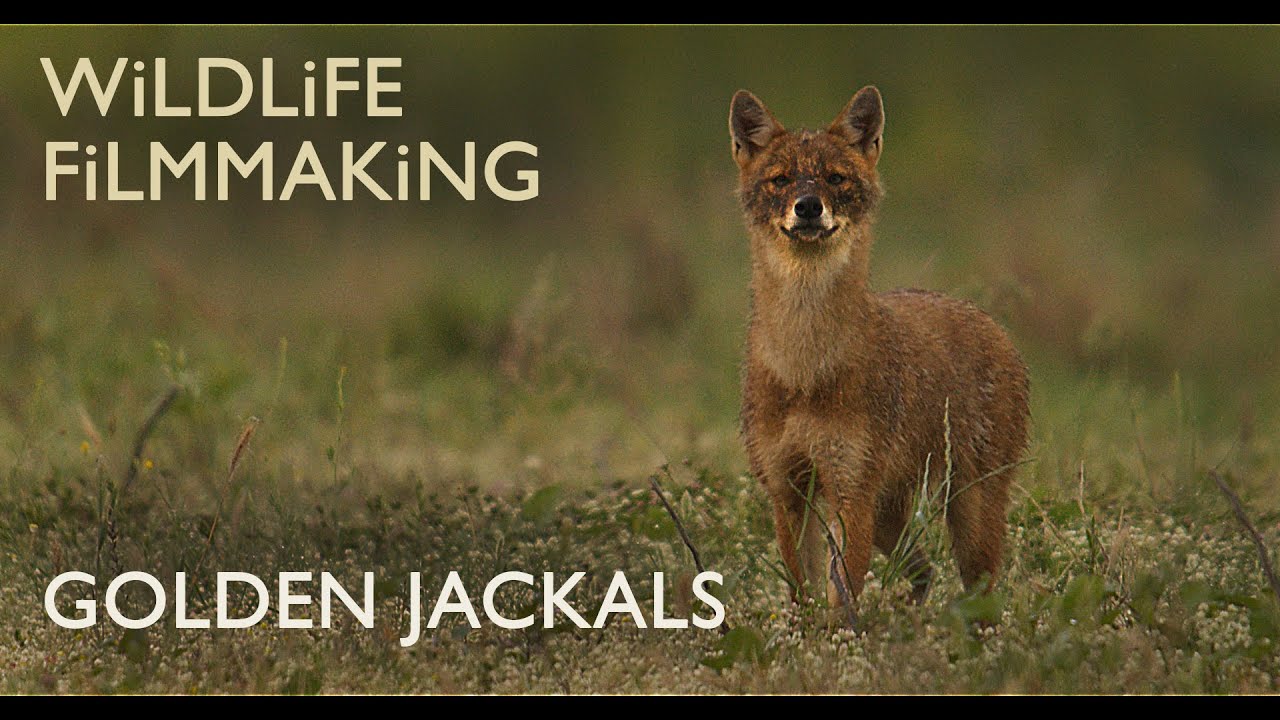 Filming Wildlife - The Secretive Lives of Golden Jackals - Part 1