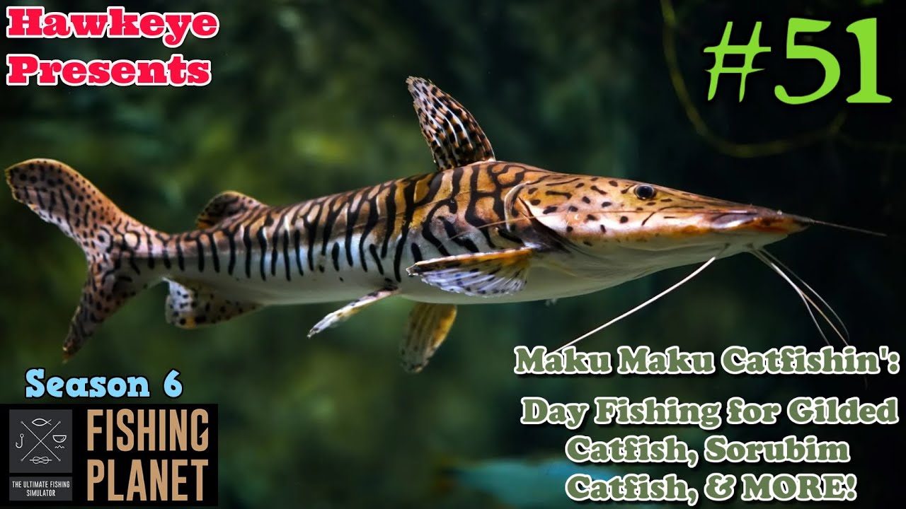 Fishing Planet #51 - S6 | Maku Maku Catfishin': Day Fishing Gilded Catfish, Sorubim Catfish, & MORE!