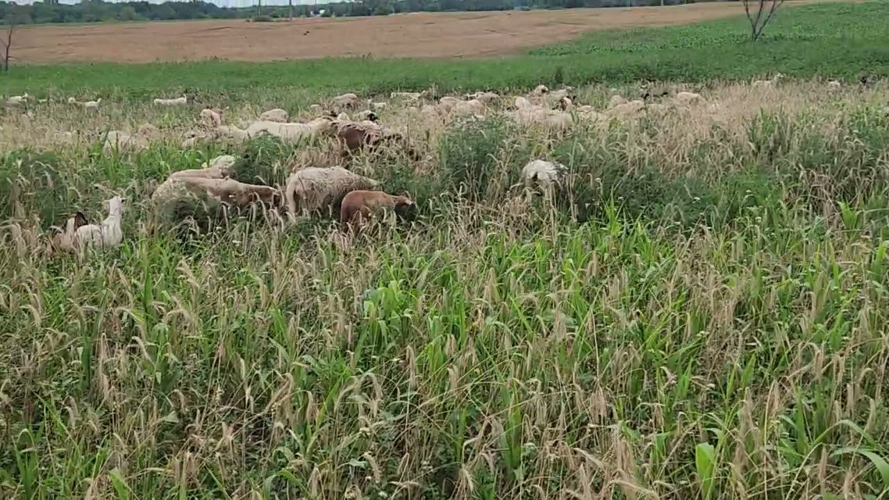 Sheep and Goats on Multispecies Cover Crop