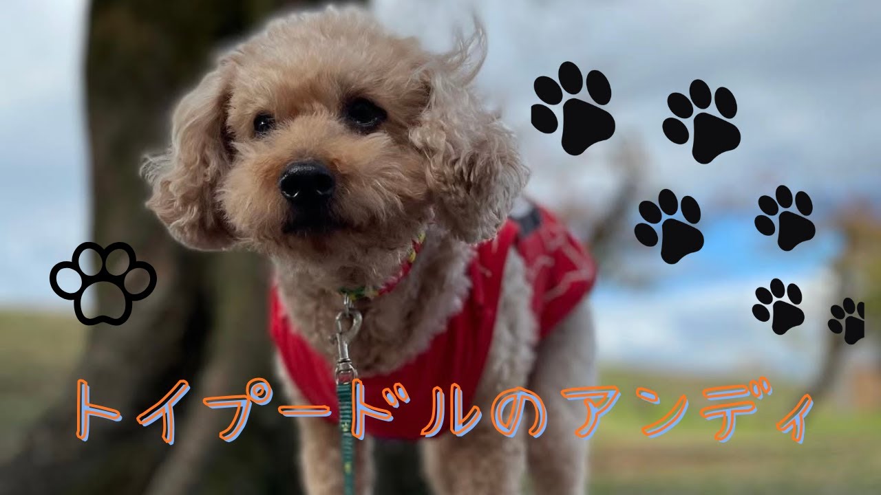 実は以前まで大切な家族がいました。