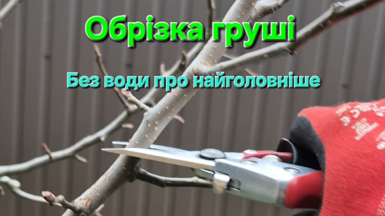 ОБРІЗКА ГРУШІ✂️🌳🍐👇 Детальний відеоогляд: що варто знати та на що треба звернути увагу. 