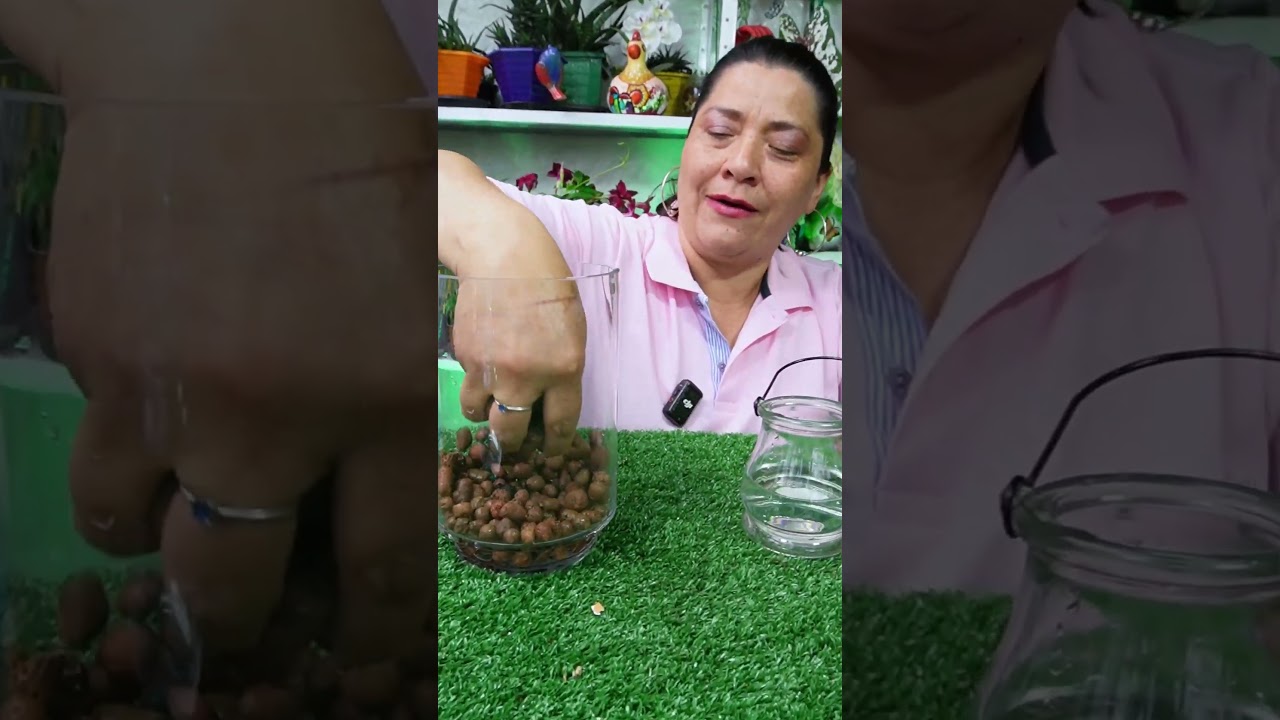Descubre el Secreto para Cultivar Plantas en Agua &iexcl;F&aacute;cil y R&aacute;pido!