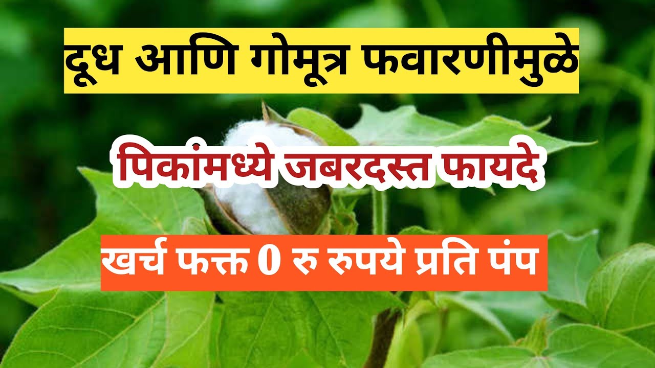 दूध आणि गोमूत्र फवारणीमुळे शेतात झाली कमाल ।dudh gomutra fawarni