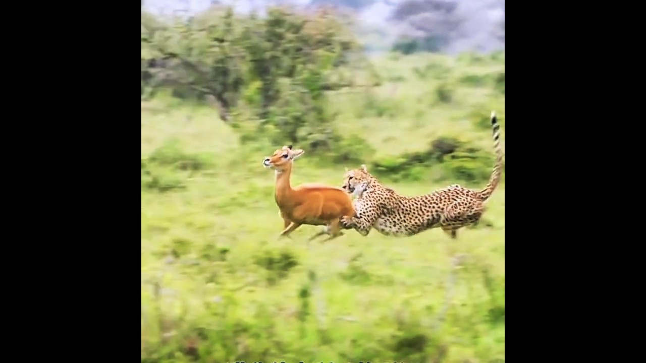 Gepard kontra antylopa: ekscytujące, szybkie polowanie