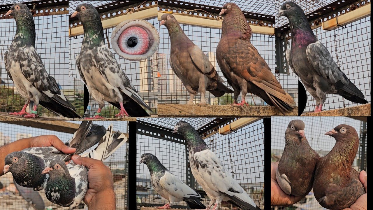 Noor Bhai Ke Ghar Ke Rampuri, Dubwale, Golden, Kamagar Kabootar.Jai Kabootar jai Kabutar Jay Kabutar