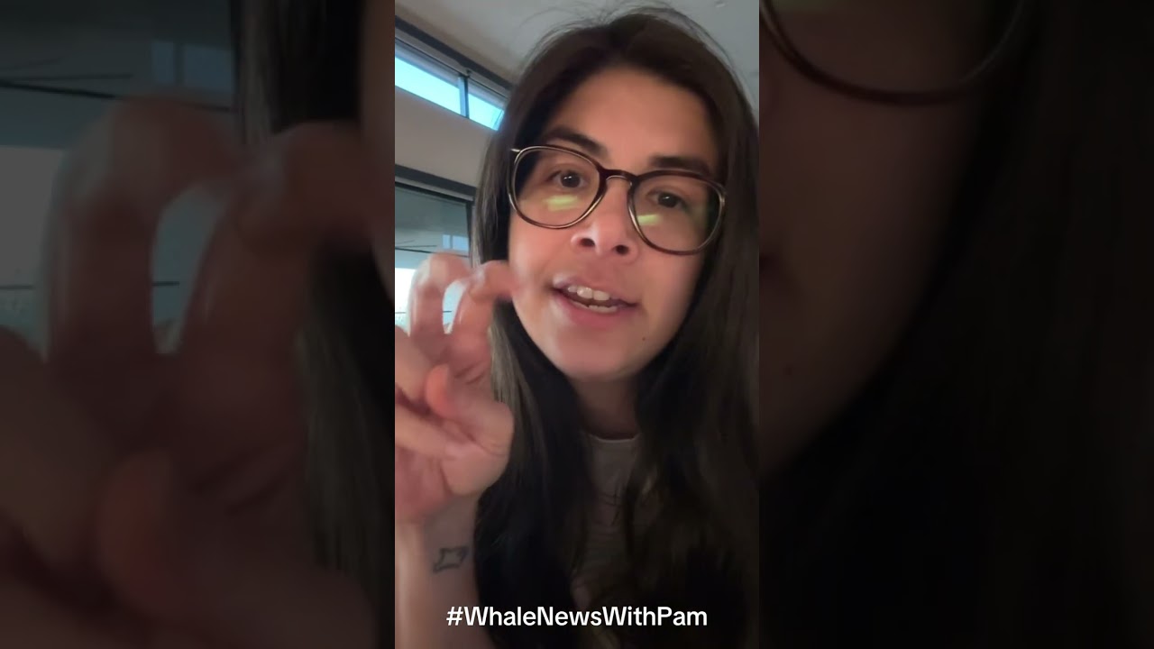 Whale News With Pam | Florida Man Gets Kinapped By Dolphins?!