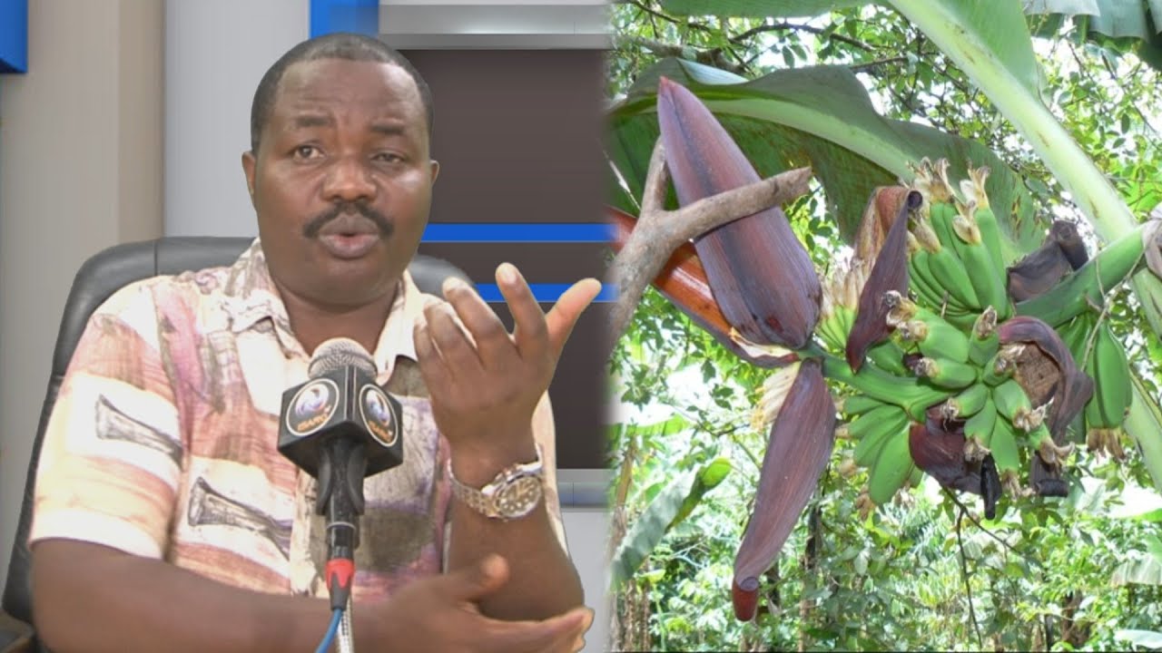 STOP Turambiwe kuduhindura insina gufi mwisumbukuruzaho birarambiranye