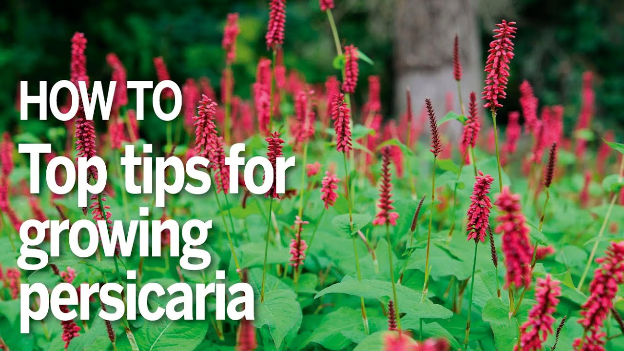 How to grow persicaria