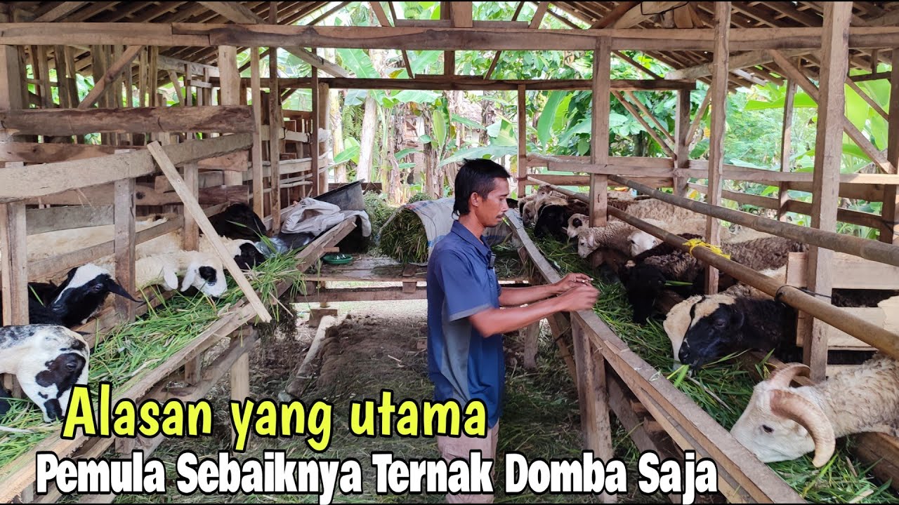 Kelebihan Ternak gibas/domba daripada kambing Jawa Randu