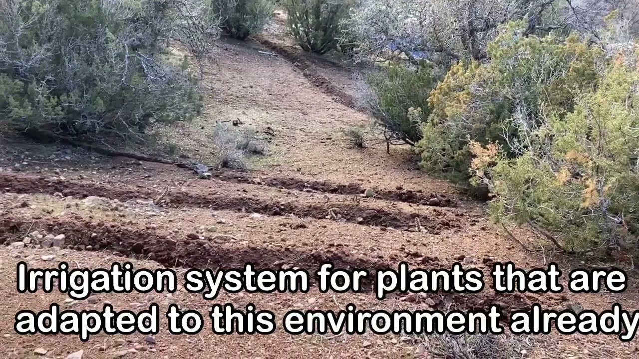 IRRIGATION FREE WILD CROP cultivation in the desert