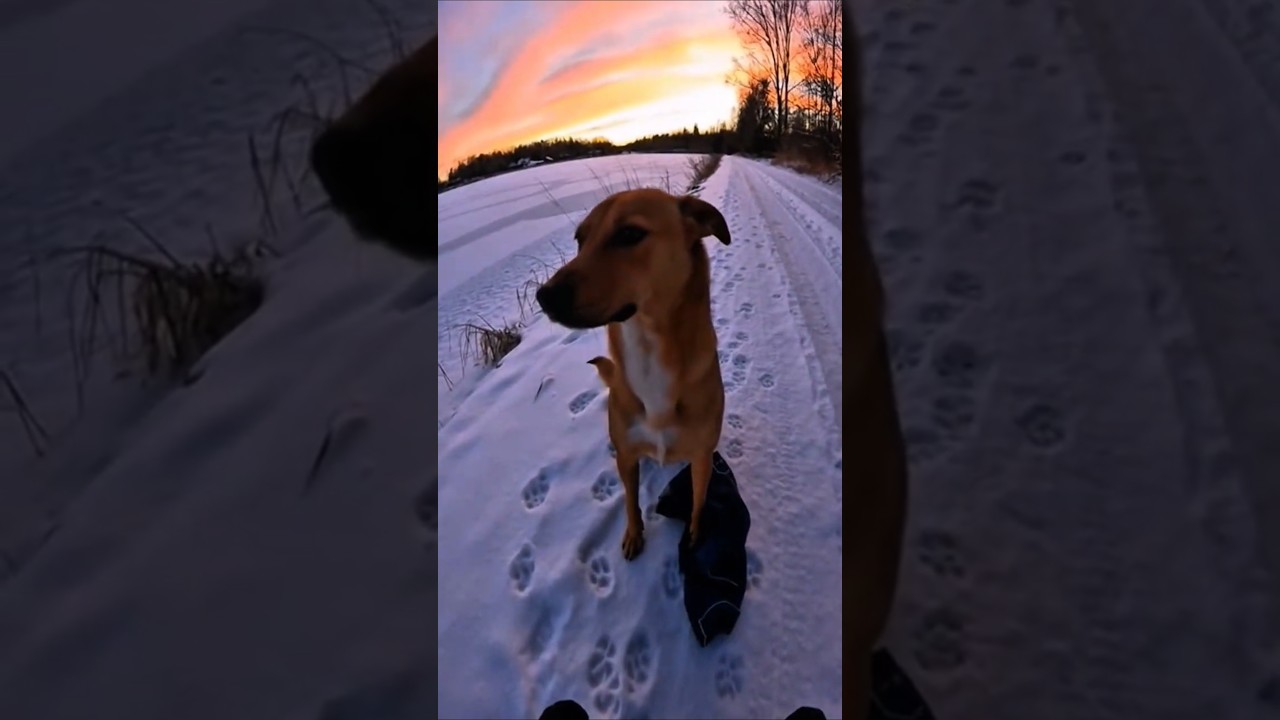 This Dog Was Trapped on Thin Ice&hellip; What Happened Next (POV Rescue) #wildliferescuepov
