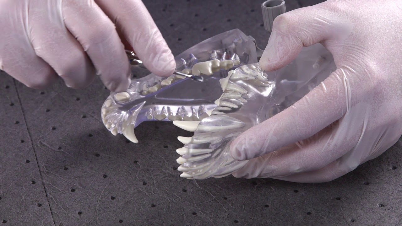 Winged Elevators - Canine Dental Surgical Instruments