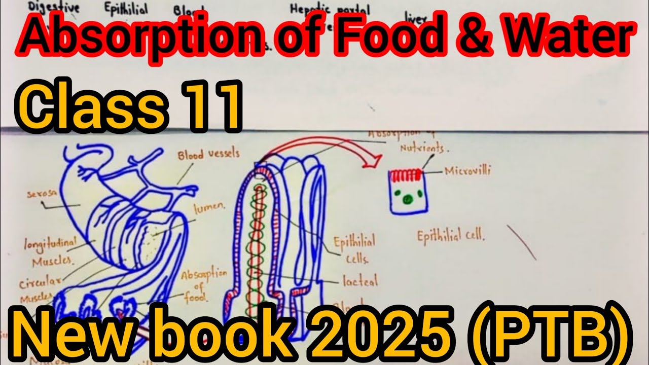 Absorption of Digested Food & Water | Class 11 Biology | New PTB Book 2025