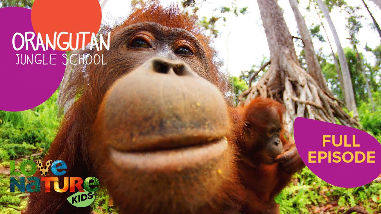 Alba: The World's Rarest Orangutan | Orangutan Jungle School 103+104
