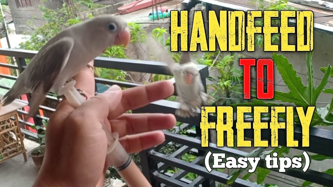 Handfeed to freefly (Easy tips)