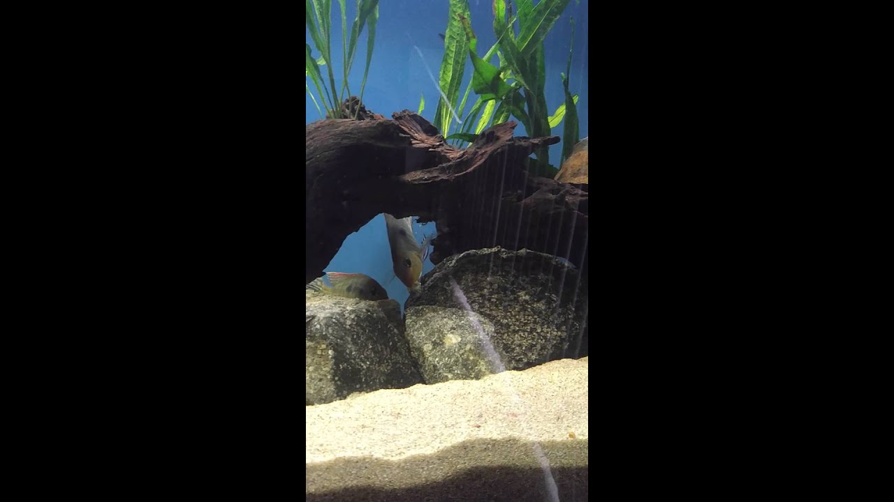 Geophagus red head tapajos spawning behavior?