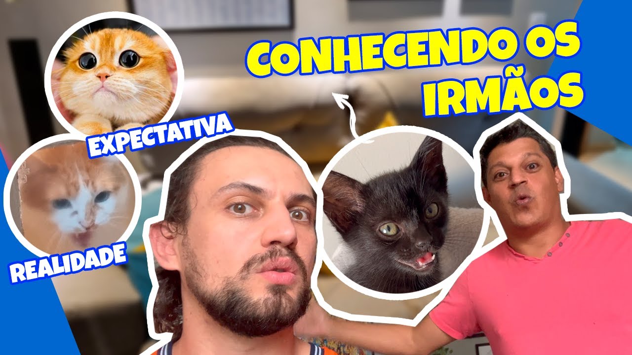 🔴 Será que os GATOS aceitam melhor um FILHOTE?  DICAS da ADAPTAÇÃO dos nossos GATOS!