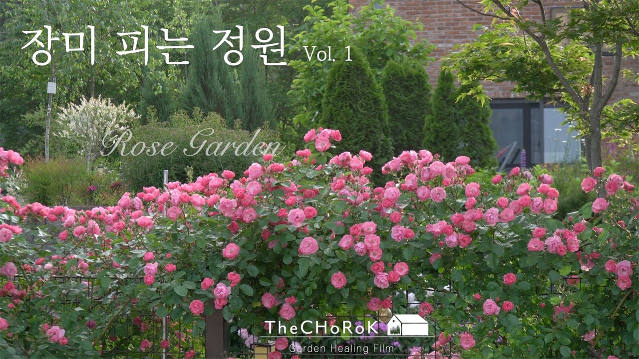 장미 피는 정원 1편  | rose garden | 장미종류소개 | 가드닝 | 주택정원
