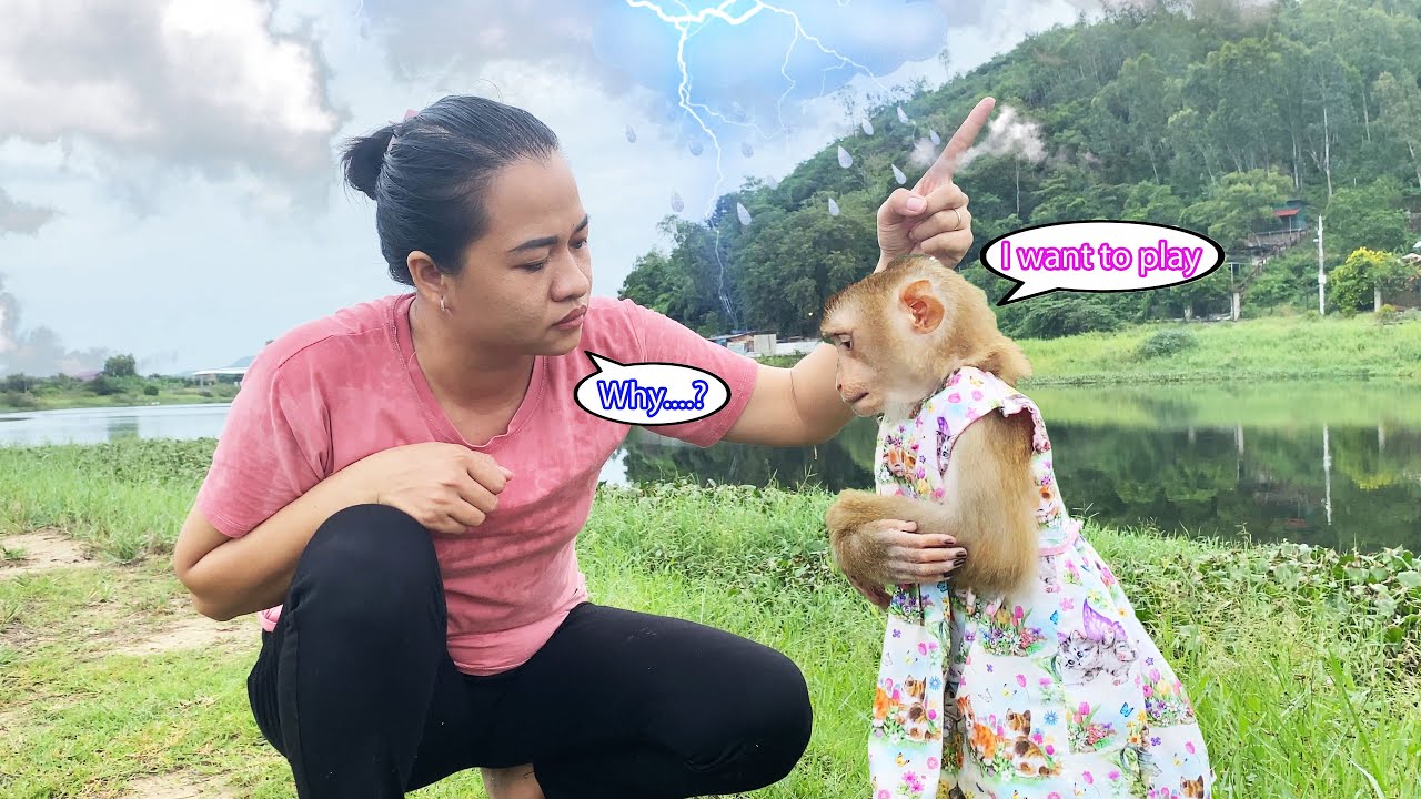 How naughty... Monkey Lyly sneaks out and her reaction when she makes her mother worried