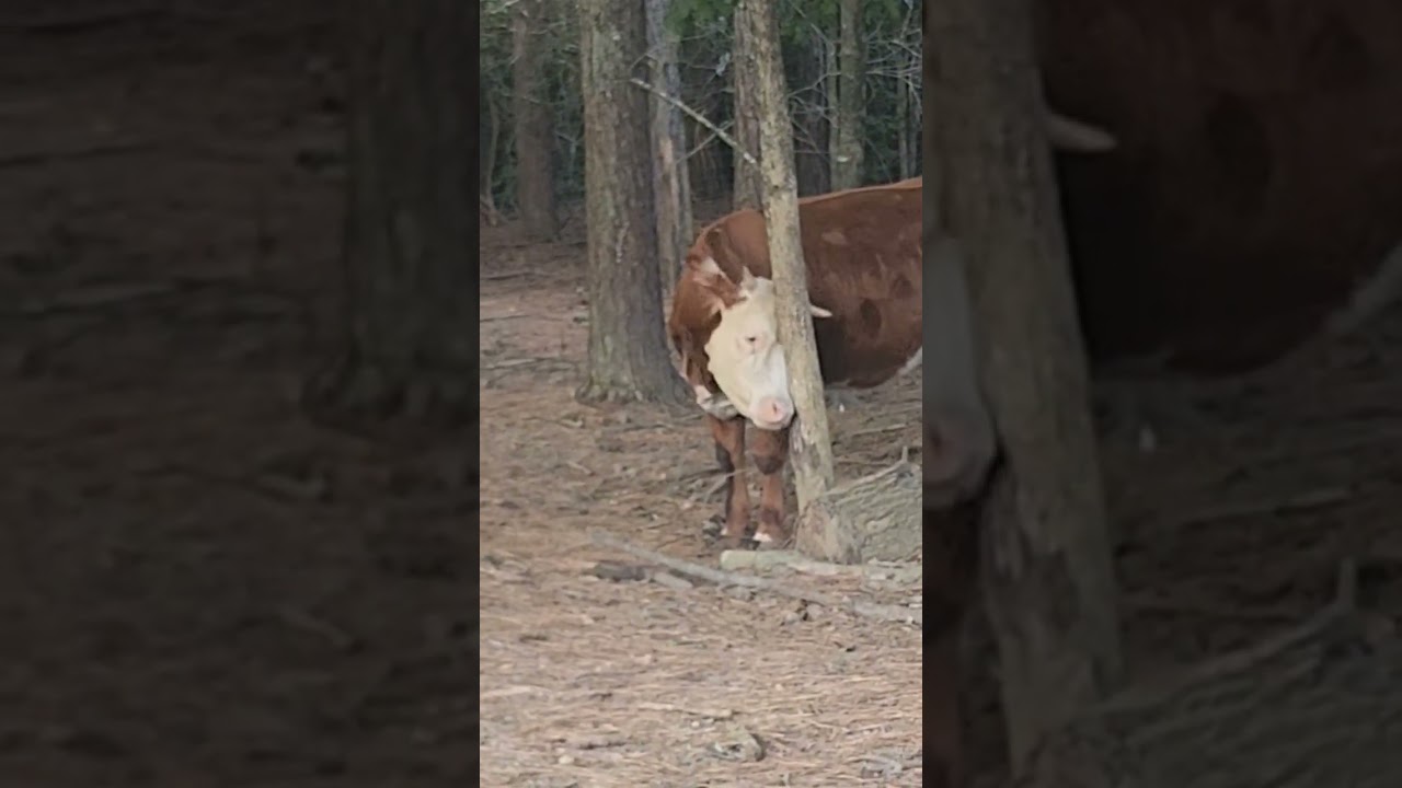 #farmfun #cow #minicow