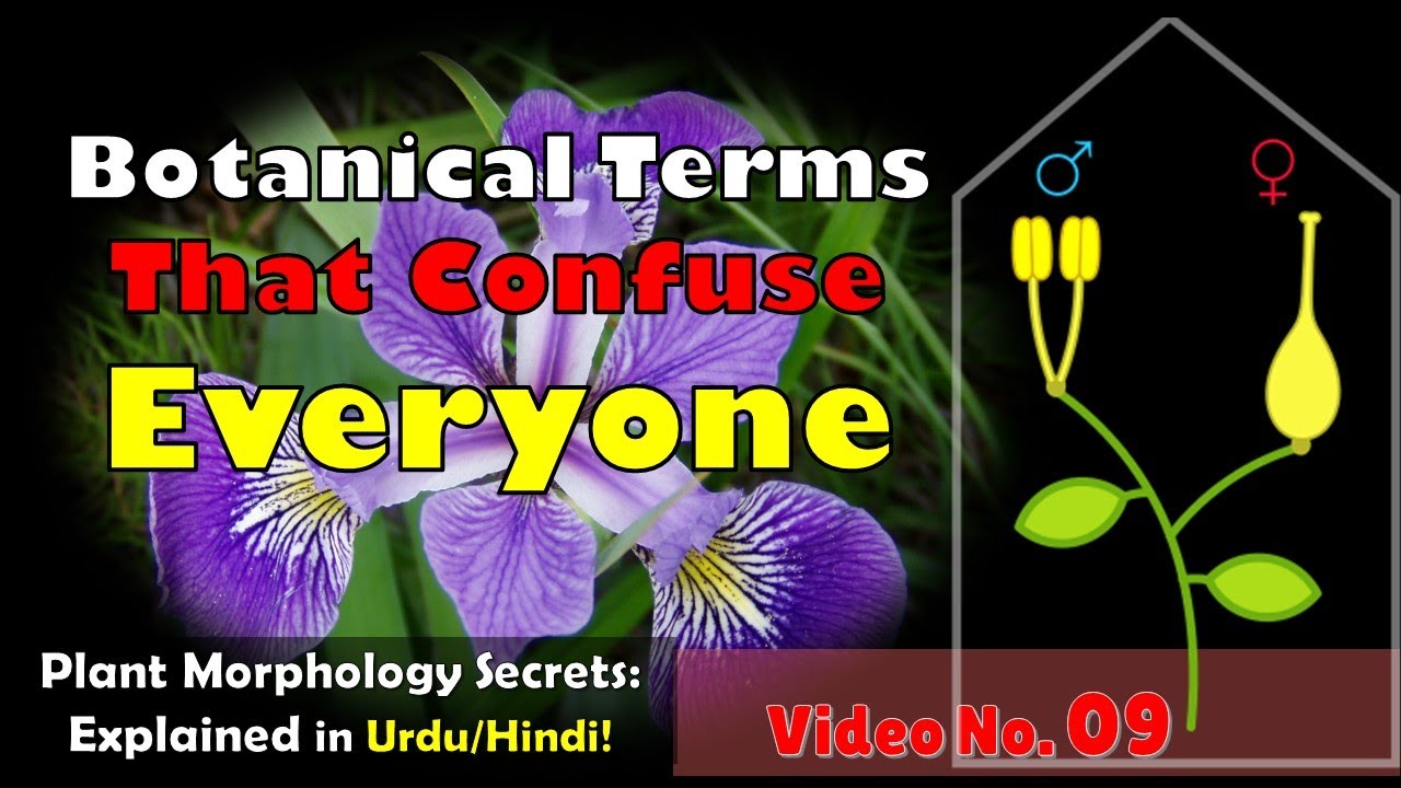 Flower Sex vs Plant Sex: Terminology You Need to Know