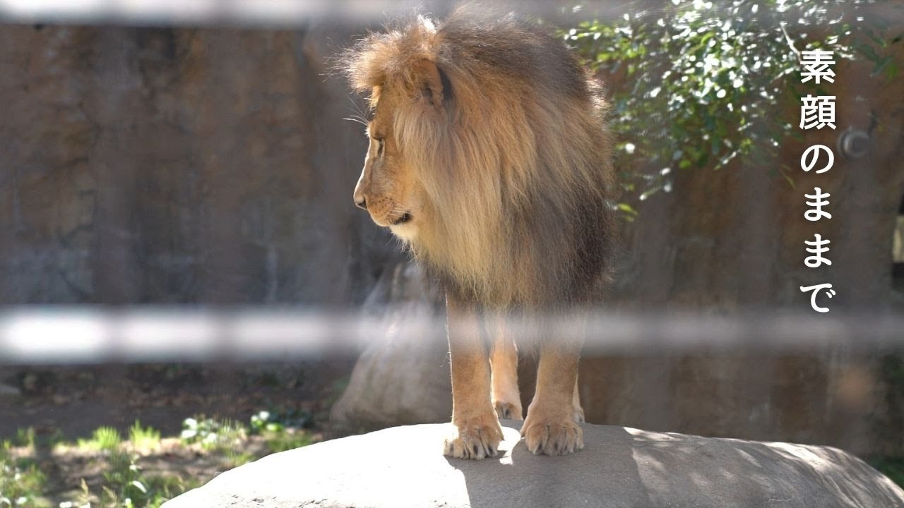 ライオンのオリト「素顔のままで」イオの姿がなく切ないオリトの声が響き渡る…旭山動物園の若きライオン物語【Young lion love story】