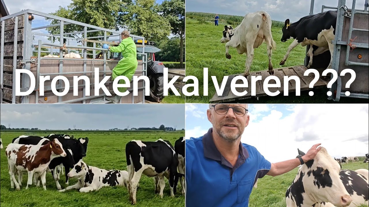 Ze lijken wel BEZOPEN... | Boer Gerrit vlogt 