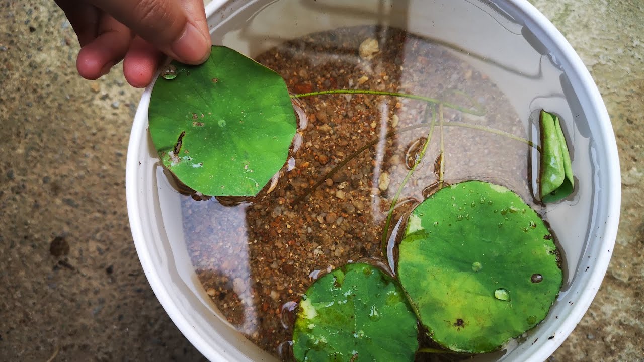 碗莲这样种，干净卫生还长得旺，赶紧回家也种一盆