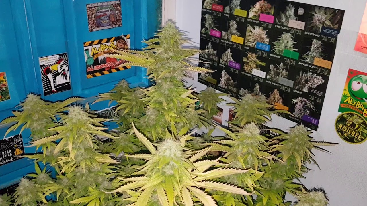 Critical Orange Punch Dutch Passion seeds day 120 week 17. Mark