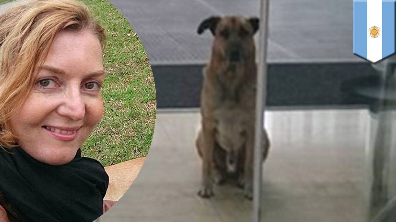 Adopt a dog: Flight attendant adopted stray dog who waited for six months - TomoNews