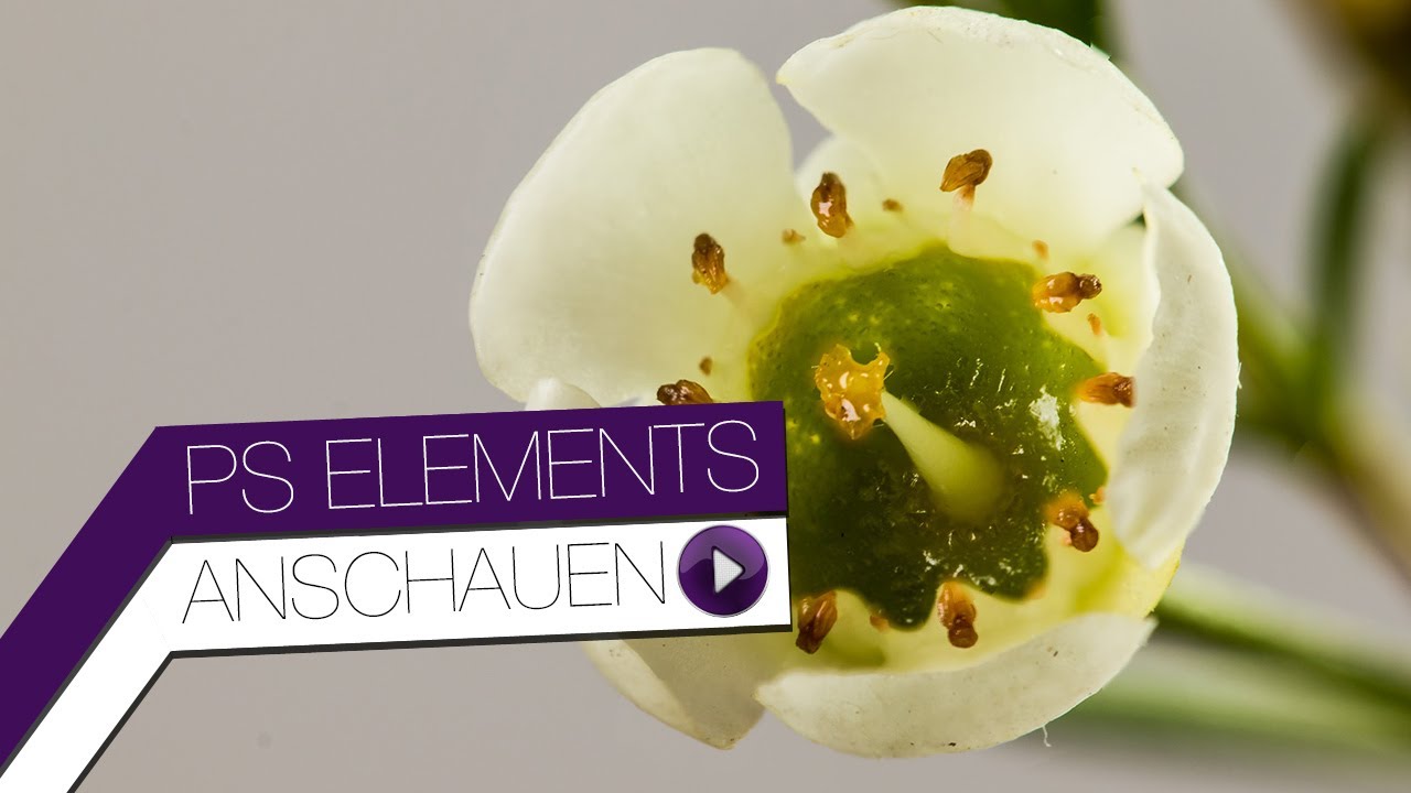 Focus Stacking - Bildbearbeitung für mehr Schärfentiefe