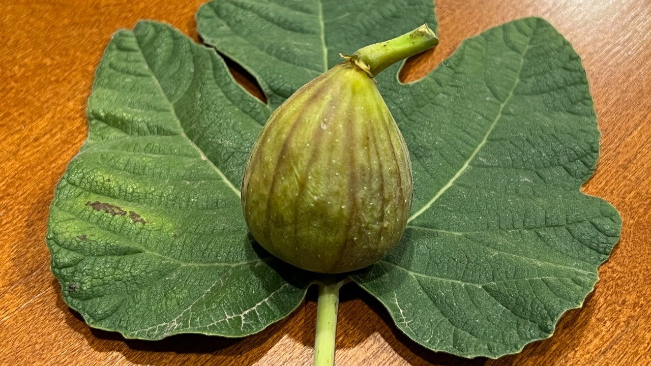 Sweet Joy Fig Tasting