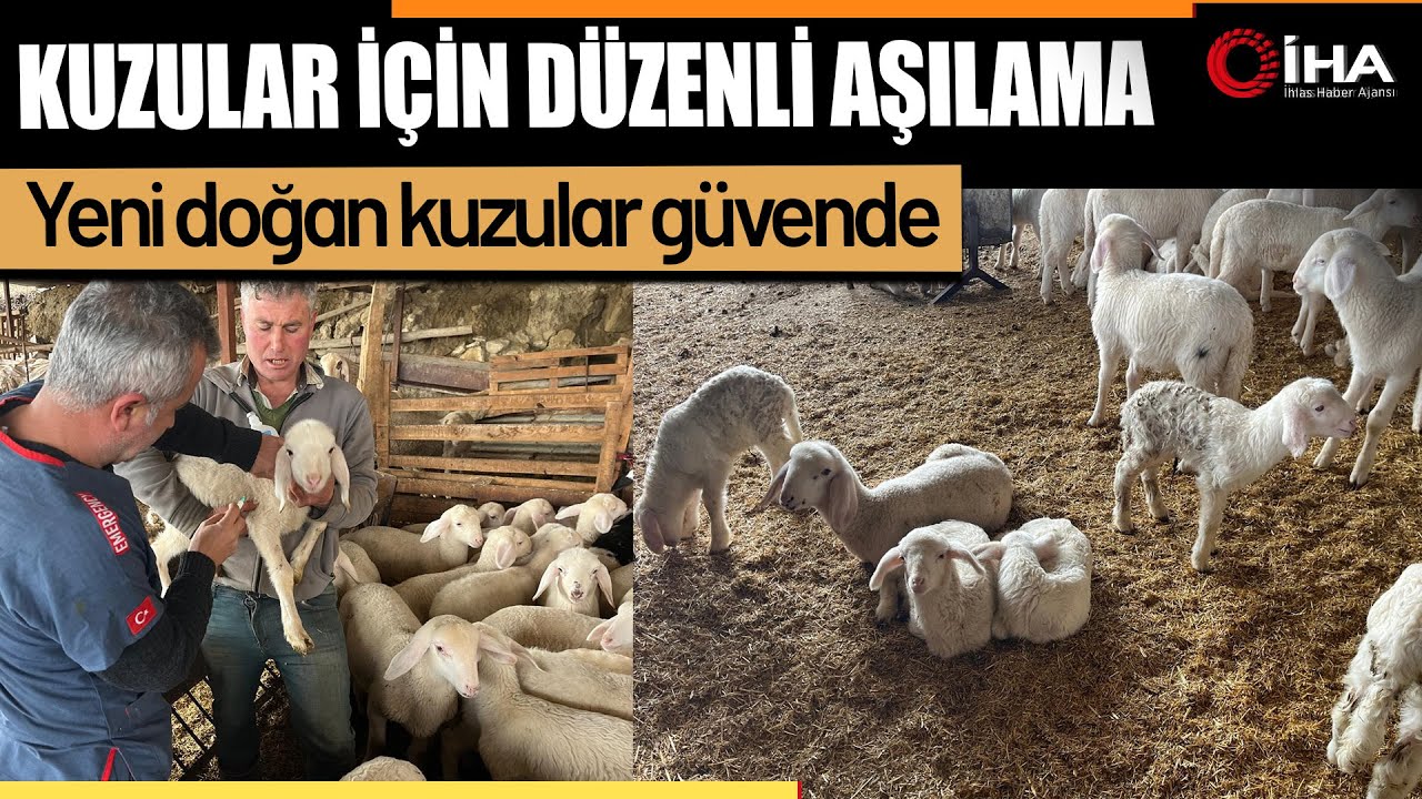 Soğuk havalarda gerçekleşen doğumun ardından üreticilerin yüzü güldü
