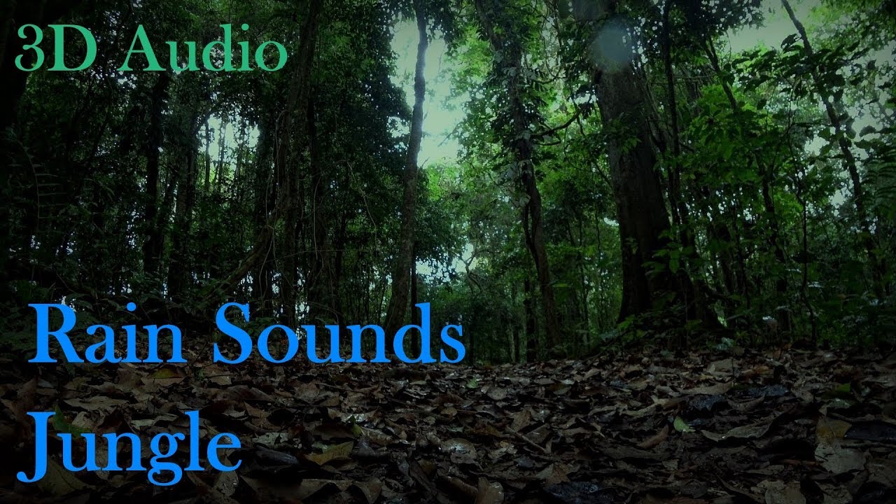 Black Screen: Gentle Rain Sounds on Leaves in Jungle (3D Binaural Audio)