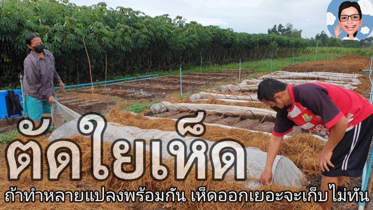 ตัดให้ขาดเลยชับๆๆ ตัดใยเห็ดกองเตี้ย..ตัดอย่างไร ทำไมต้องตัด#ป้าตุ้ยยูทูป@ร้อยรูปเล่าเรื่อง