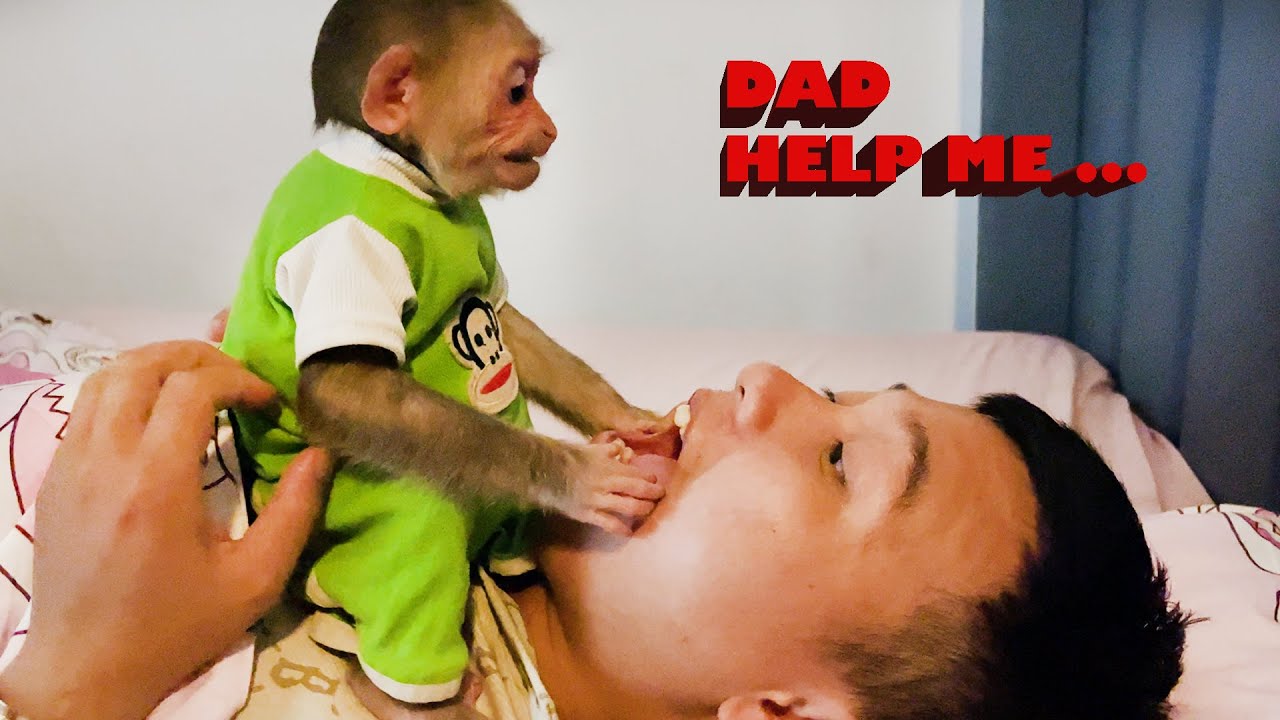 CUBIS monkey's fear at night , panicking to find dad 😱