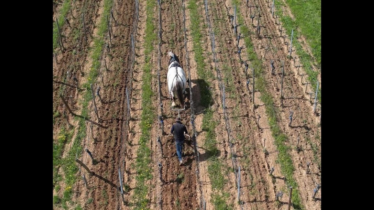 Viticulture à cheval