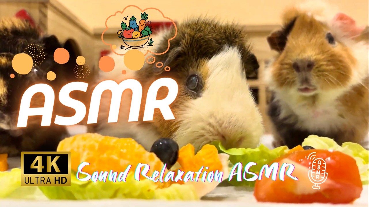 Chinese New Year Feast for Guinea Pigs 🧨 | Relaxing ASMR 4K