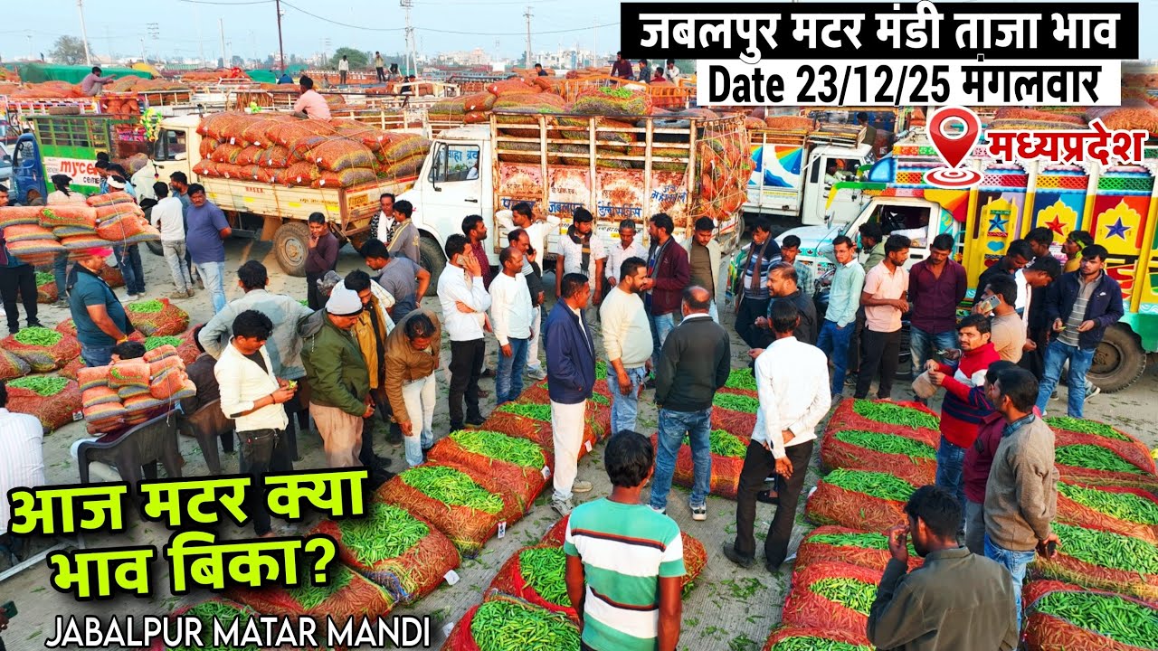 🫛 जबलपुर मटर मंडी भाव 23 दिसंबर 2025 | Aaj Matar Kya Rate Bika | MP Mandi Update