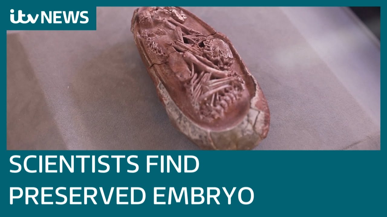 Scientists discover preserved embryo inside 66 million-year-old fossilised dinosaur egg | ITV News