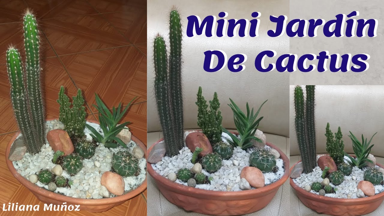 MINI JARDÍN DE CACTUS / Liliana Muñoz