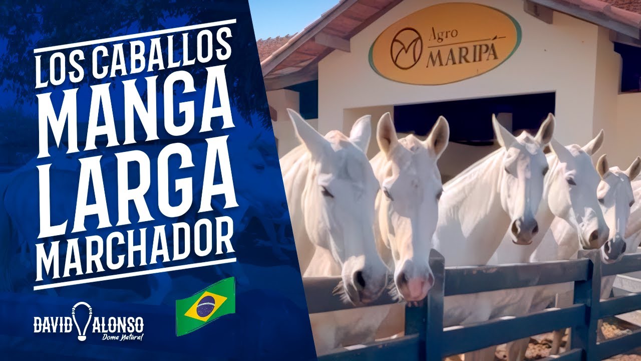 Los Caballos Mangalarga Marchador | Visita al rancho Agro Maripá