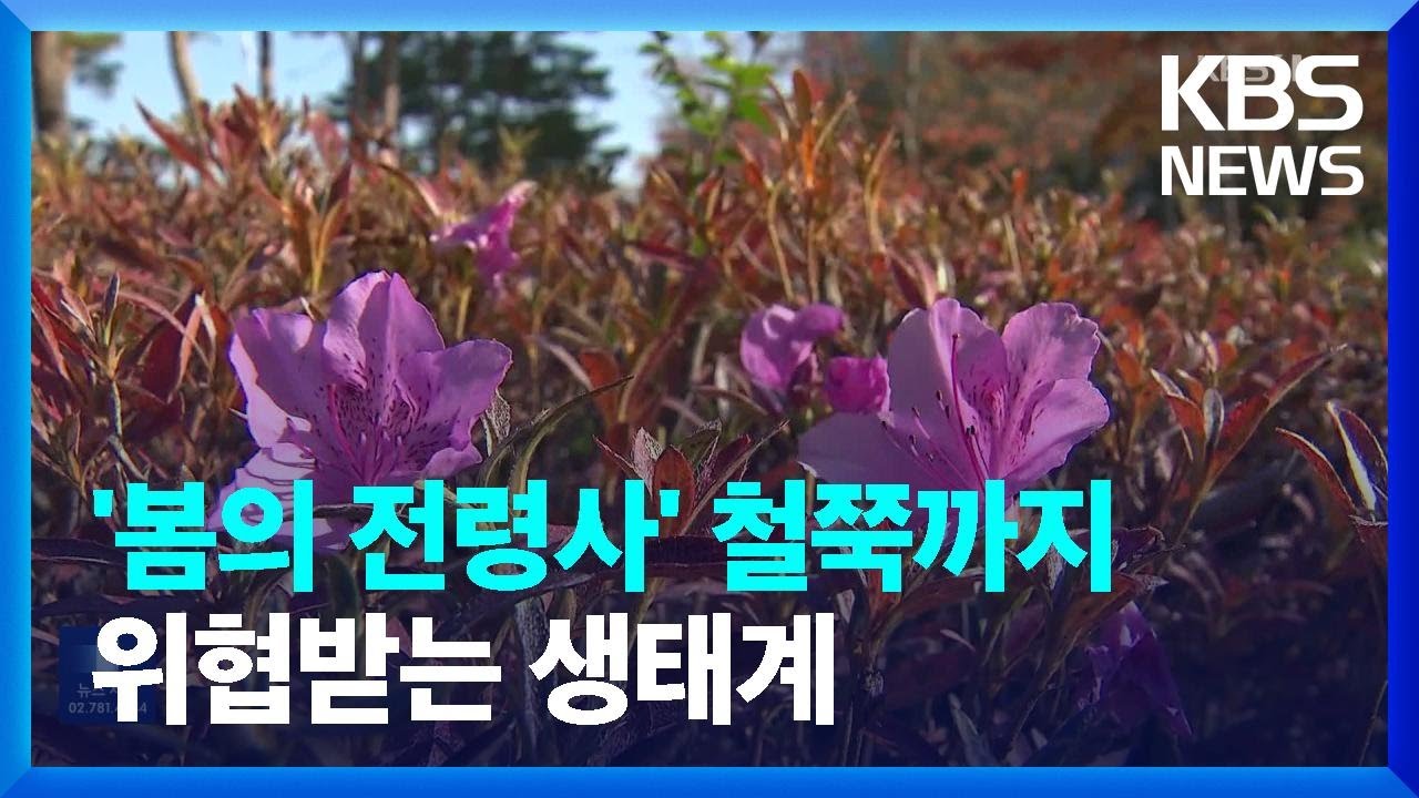 단풍철에 철쭉이?…이상 고온에 봄꽃도 계절 착각 / KBS  2024.11.14.